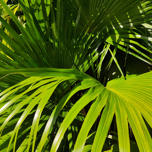 Chinese男小鲜肉同性接吻开肛交搞基呻吟声射精
